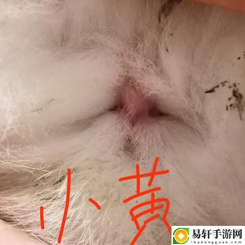 咬小兔兔的正确咬法