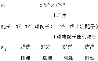 性xBxBlxBxBxB，网友：这到底是什么神秘代码？