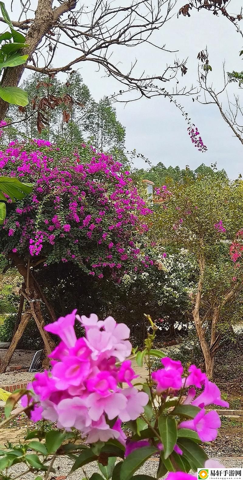  妈妈的后花园春天开了花，读者：在自然中寻找生命的意义