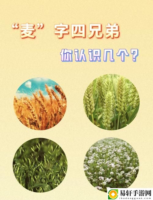 兄弟换麦子4：赤诚与信任的交织