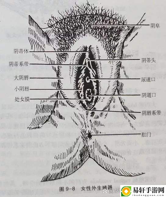 大荫蒂BBBBBB大荫蒂，观众：这部作品让我们看到了什么？